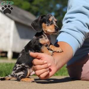 Barney, Dachshund Puppy